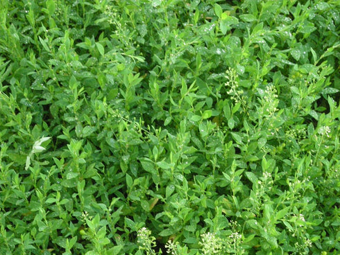 Health Embassy Knotgrass Herb 50g, 100% Natural Polygonum Aviculare L