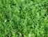 Health Embassy Knotgrass Herb 50g, 100% Natural Polygonum Aviculare L