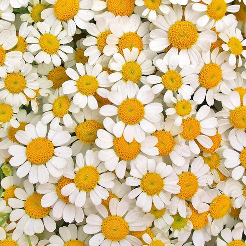 Essences Bulgaria Organic Chamomile Essential Oil - 5ml | 1/6 Fl Oz | 100% Pure, Natural, Therapeutic Grade