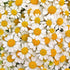 Essences Bulgaria Organic Chamomile Essential Oil - 5ml | 1/6 Fl Oz | 100% Pure, Natural, Therapeutic Grade