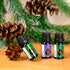 Essences Bulgaria Organic Scotch Pine Essential Oil 1/3 Fl Oz | 10ml | 100% Pure and Natural, Therapeutic Grade