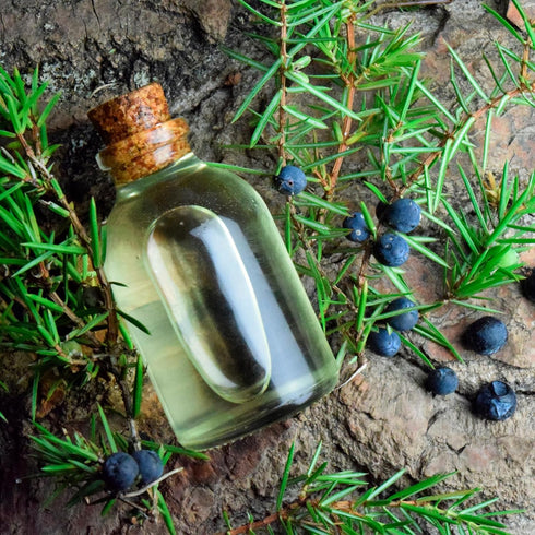Set 100% (3pcs 10ml) Forest Magic - Organic Essential Oils - Scotch Pine + Juniper + Silver Fir - Pure and Natural