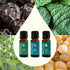 Set 10 mL (1/3 oz) Plant Therapy Pain Support Essential Oil Blend Each of Ache Away, Rapid Relief & Tension Relief