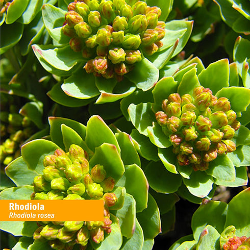 Herb Pharm Rhodiola 1 oz Liquid