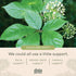 Gaia Herbs Mental Alertness - Brain Support Supplement with Eleuthero, Ginkgo, Gotu Kola & More - 60 Vegan Caps