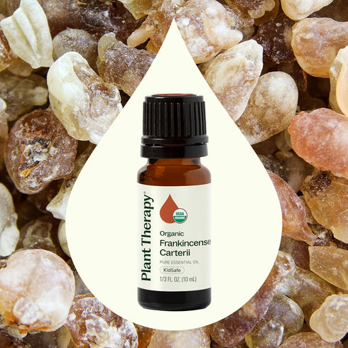 Plant Therapy Organic Frankincense Carterii Essential Oil, 100% Pure, 10 mL, USDA Certified Organic