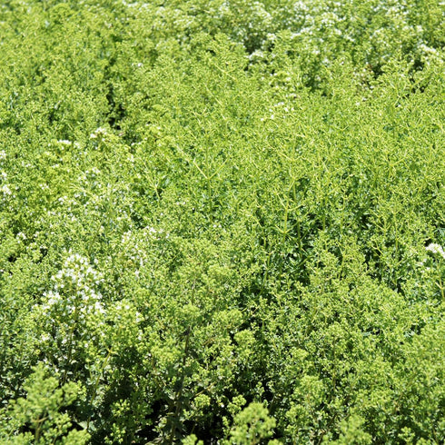 Essences Bulgaria Organic Greek Oregano Essential Oil 1/3 Fl Oz | 10ml | 100% Pure and Natural | Therapeutic Grade Oil